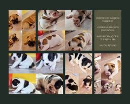 Título do anúncio: Filhotes de Bulldog Francês!