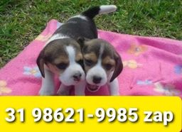Título do anúncio: Filhotes Cães Diferenciados em BH Beagle Lhasa Shihtzu Yorkshire Maltês Basset 