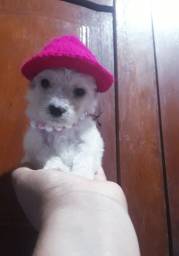 Título do anúncio: Poodle miniaturinha fêmea 