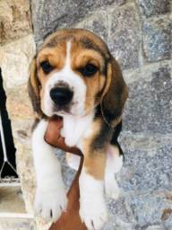 Título do anúncio:  Beagle filhote lindos com pedigree vacina e garantia 