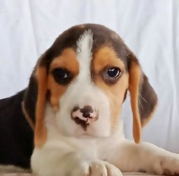 Título do anúncio: Beagle Mini - Lindos Filhotes - Super Pequenos