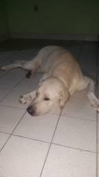 Título do anúncio: Labrador c/Fila brasileiro doação