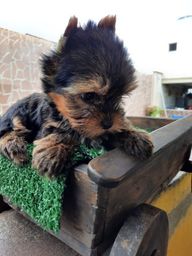 Título do anúncio: Yorkshire terrier filhote pronto entrega promoção 