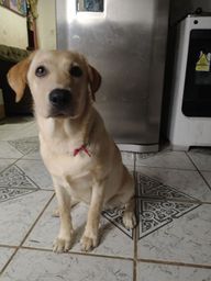 Título do anúncio: Labrador fêmea pura 