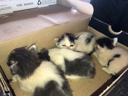 Título do anúncio: Doa-se filhotes de gato