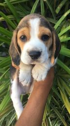 Título do anúncio:  Beagle filhote lindos pronta entrega macho e fêmea com pedigree e vacina importada 