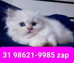 Título do anúncio: Gatil em BH Filhotes de Gatos Persa Siamês ou Angora 