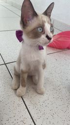 Gatos - Natal, Rio Grande do Norte | OLX Gatos - Natal, Rio Grande do Norte | OLX