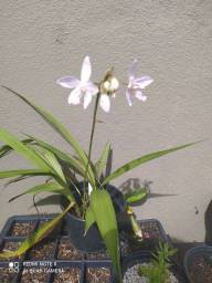 Título do anúncio: Orquídea spathoglotis concolor em flor
