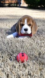 Título do anúncio: Temos fofinhos Beagle com garantia 