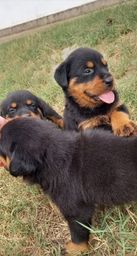 Cachorros no Rio Grande do Norte, RN Cachorros no Rio Grande do Norte, RN