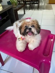 Cachorro Shih Tzu - Natal, Rio Grande do Norte | OLX Cachorro Shih Tzu - Natal, Rio Grande do Norte | OLX