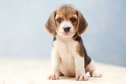 Título do anúncio: Beagle filhotes ja comendo ração seca 