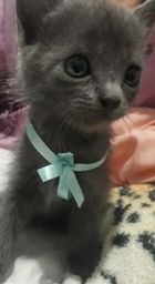 Título do anúncio: Gato Chartreux cinza 