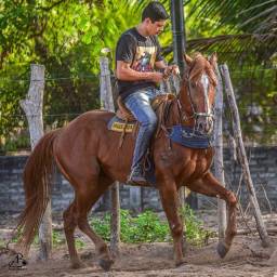 Título do anúncio: Cavalo Alazão Quarto de Milha Puro 