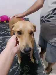 https://img.olx.com.br/thumbs256x256/28/284564161149027.jpg