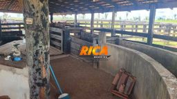 https://img.olx.com.br/thumbs256x256/28/285546647521606.jpg
