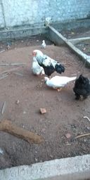 Título do anúncio: Franhos e galinhas Bhama 