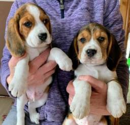 Título do anúncio:   Filhote de beagle lindos com pedigree recibo e garantia 