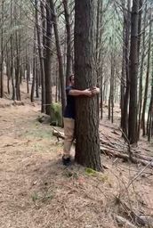 Título do anúncio: Vendo 10 mil árvores Pinus 