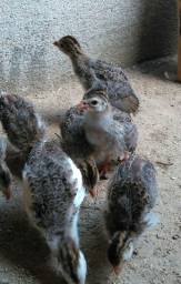 Título do anúncio: Filhotes de galinha da Angola 