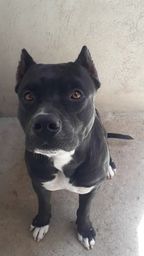 Animais de estimação - Natal, Rio Grande do Norte | OLX Animais de estimação - Natal, Rio Grande do Norte | OLX