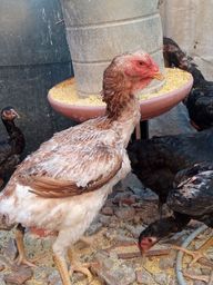 Título do anúncio: Vendo 1 galo Polaco gigante mais 4 galinhas índio gigante puras 