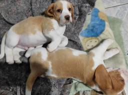Título do anúncio: Beagle Bicolor Filhotes - últimos 2 machos