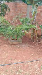 https://img.olx.com.br/thumbs256x256/28/288545746424543.jpg
