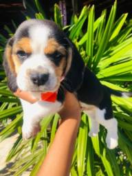 Título do anúncio:  Beagle filhote com pedigree e vacina importada 