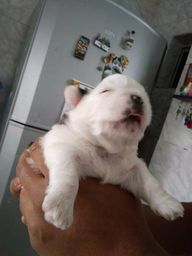 Um lindo shih tzu pra voc�