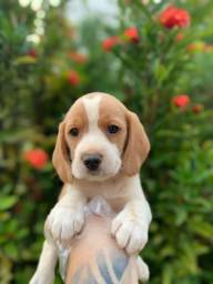 Título do anúncio: Beagle filhotes, venha conhecer pessoalmente 