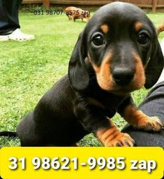 Título do anúncio: Canil Os Melhores Filhotes Cães BH Basset Poodle Lhasa Shihtzu Maltês Yorkshire Beagle 