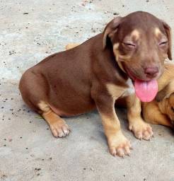Título do anúncio: Vendo filhote Tricolor América pitbull Terrier 