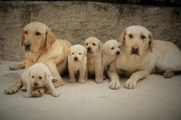 Título do anúncio: Labradores lindos bebês com Pedigree e assistência vet, gratuita.