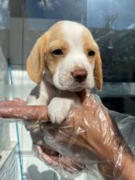 Título do anúncio: Beagle 13 polegadas, bicolor e tricolor, com suporte veterinário gratuito!
