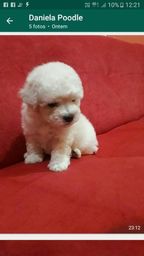 Título do anúncio: Poodle mini branco femea 1000
