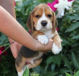 Título do anúncio: Filhotes lindos de Beagle !! Machos e femeas em até 10x sem juros