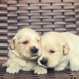 Canil De Golden Retriever Em Campinas Cachorro Golden Retriever Regiao De Piracicaba Sao Paulo Olx