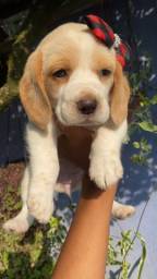 Título do anúncio: Filhotes de beagle lindos com pedigree e vacina importada 