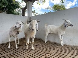 Título do anúncio: Bode e cabras raça Savana Registrados (1macho e 2 fêmeas)