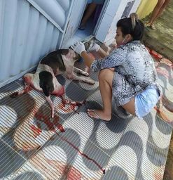 Cachorros - Natal, Rio Grande do Norte | OLX