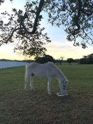 Título do anúncio: Vendo cavalo dócil campeche Florianópolis 