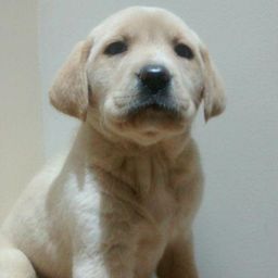 Título do anúncio: Labrador com assitência vet e pedigree