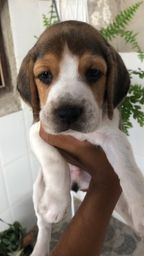 Título do anúncio:  Lindos beagle padrão da raça pronta entrega com pedigree e garantia 
