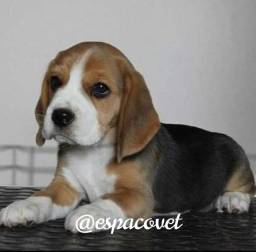 Título do anúncio: Lindos babys de Beagle 