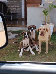 Cachorros no Rio Grande do Norte | OLX