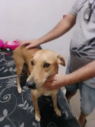 https://img.olx.com.br/thumbs256x256/29/298528404510452.jpg
