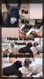 Título do anúncio: Filhotes de Bulldog francês 