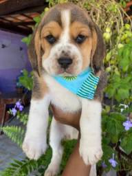 Título do anúncio:   Beagle padrão da raça filhote com pedigree e garantia 